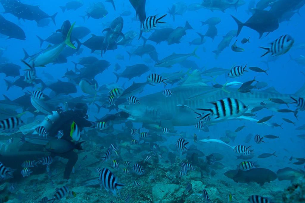 Beqa Lagoon Resort Raviravi Kültér fotó